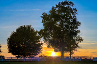 Sunset_Horses2747