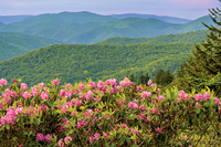 Rhododendron-3437