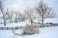 Winter_Horses9666
