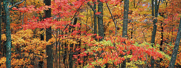AutumnKingdomCome