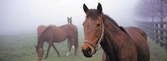 Horse_fog_close