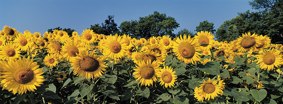 Sunflowers_Nonesuch