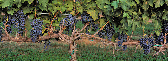 TalonWinery_grapes