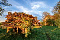 Tobacco_wagon2442