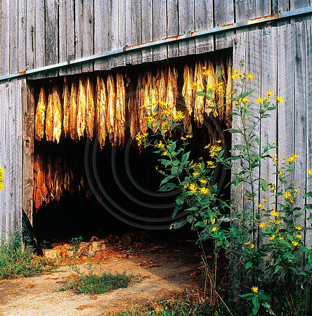 Tobacco in Barn