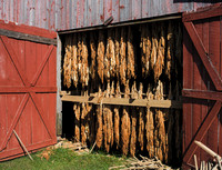 Tobacco_1010250