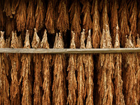 TobaccoHanging_1010191