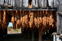 Tobacco-8607