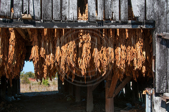 Tobacco-8607