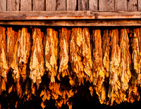 Tobacco6188