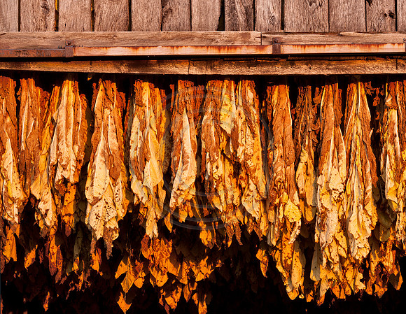 Tobacco6188
