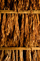 Tobacco9250