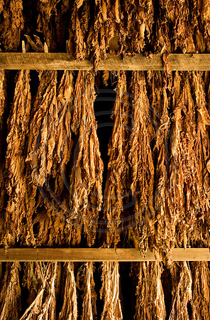 Tobacco9250