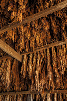 Tobacco_Hanging9251