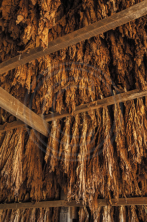 Tobacco_Hanging9251