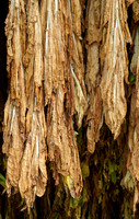 Tobacco-3550