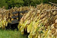 Tobacco_trailer2605