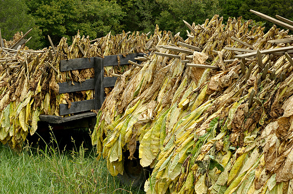 Tobacco_trailer2605