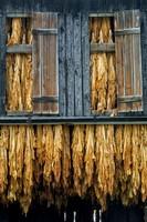 Tobacco-2595