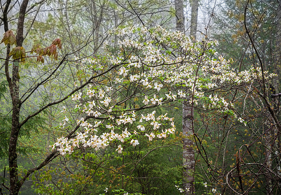 Dogwoods_Laurel-0359full