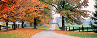 Autumn_Bluegrass
