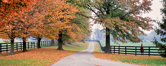 Autumn_Bluegrass