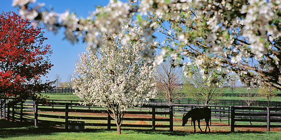 Horse_Spring