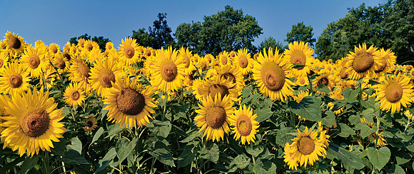 Sunflowers_singing