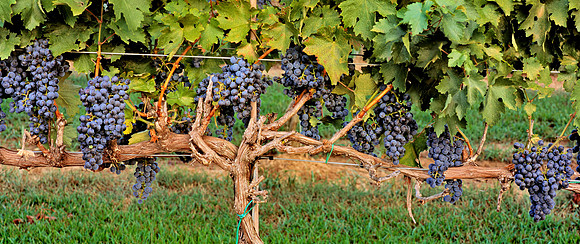 Vine_Branches