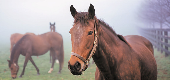 Horse_fog_close