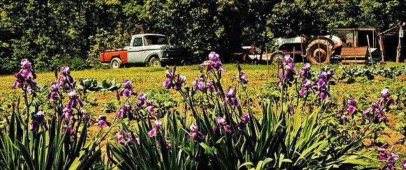 Iris_Truck