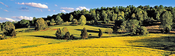 Mustard