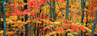 AutumnKingdomCome