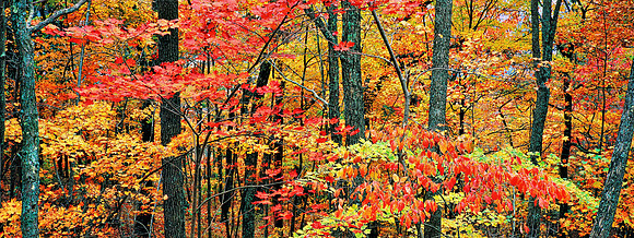 AutumnKingdomCome