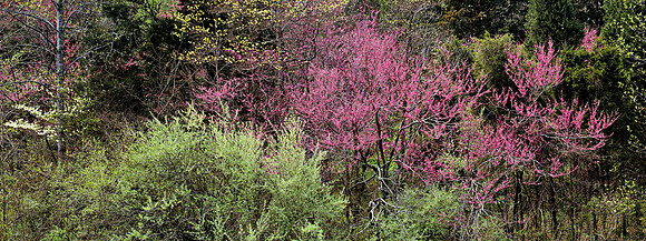 Redbuds_Dogwoods