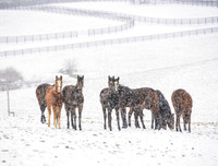 KY-Horses_snow4220c