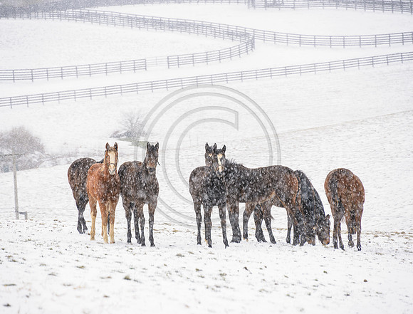 KY-Horses_snow4220c