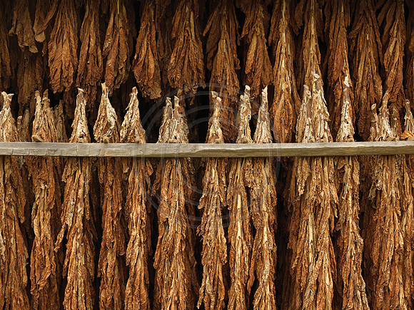 TobaccoHanging_1010191