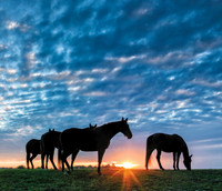 KY_HorseSunset-1222290c2USM