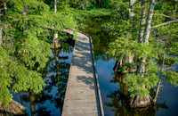 LBL_Reelfoot-4824