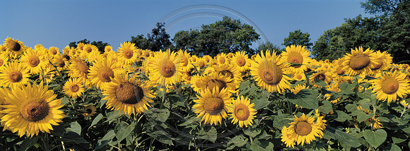 Sunflowers_Nonesuch