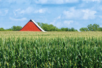 Corn_RedBarn-5047
