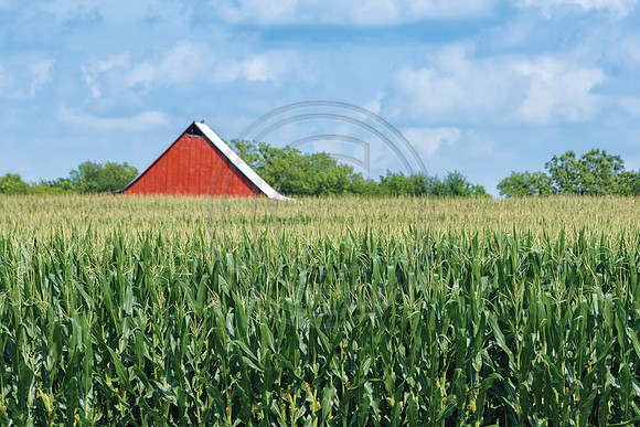 Corn_RedBarn-5047