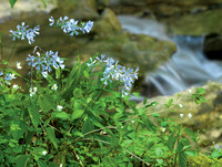 BurgessFalls_1218706