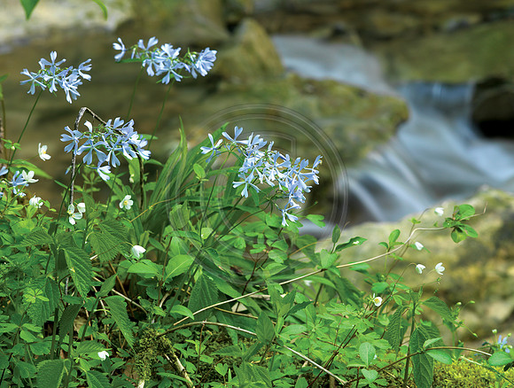 BurgessFalls_1218706