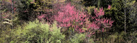 Redbuds Dogwoods