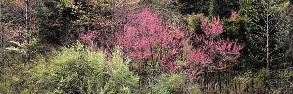 Redbuds Dogwoods