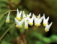 Gorge_Flowers_1218625