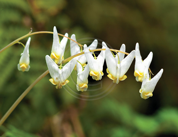 Gorge_Flowers_1218625