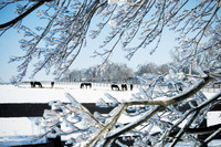 HorsesIce1502